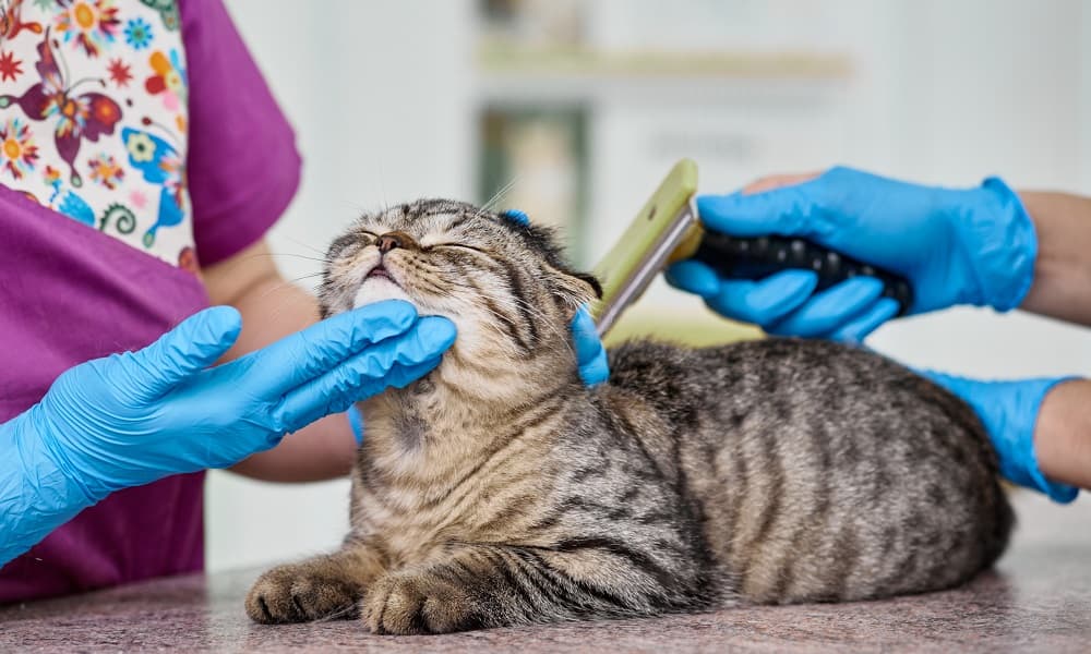 What You Should Know About Cat Grooming NotChldn