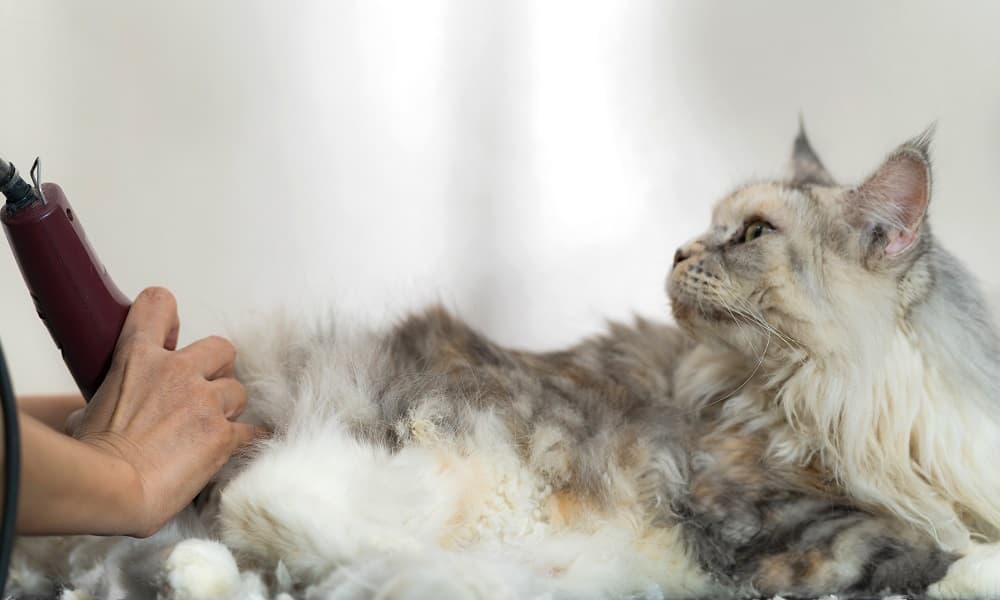 Pet Grooming for Cats